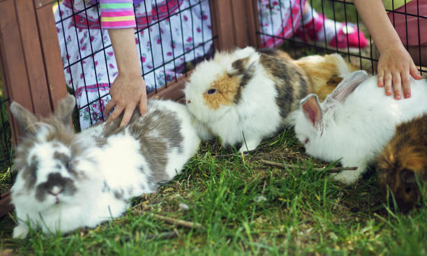 anak-anak menyentuh kelinci pemalu di luar ruangan - kelinci anggora potret stok, foto, & gambar bebas royalti