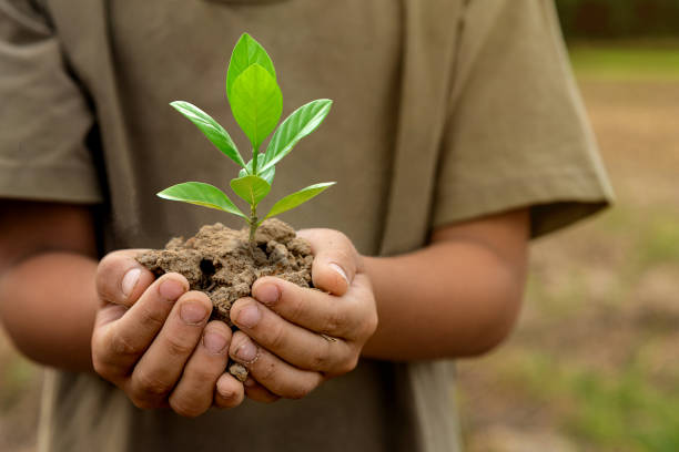 Child's hand holding young green tree. stock photo