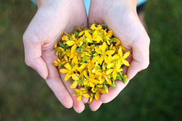 Child's Hands Holding Little Yellow St. John's Wort Flowers stock photo