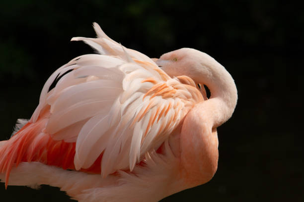 Chilean Flamingo preening stock photo