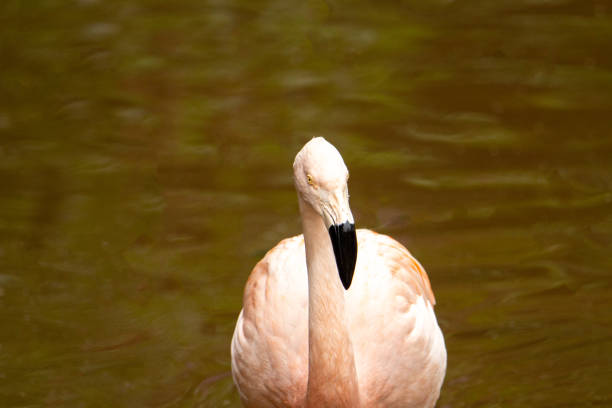 Chilean Flamingo walking stock photo