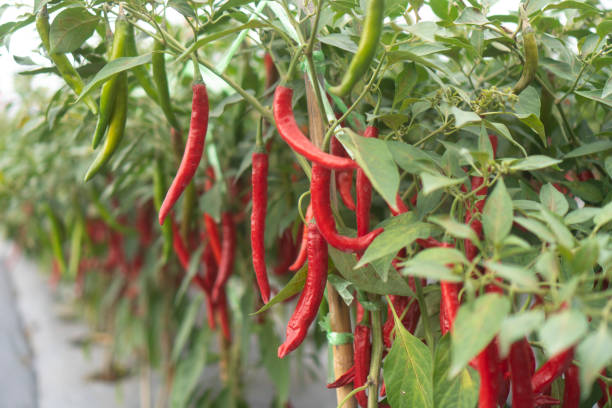 Chili planting in modern greenhouses stock photo