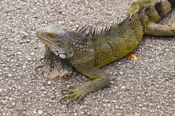Chilling Iguana on the island of Curaçao in the Carribean stock photo