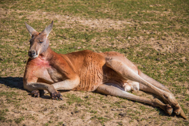 Funny Kangaroo Stock Photos, Pictures & Royalty-Free Images - iStock