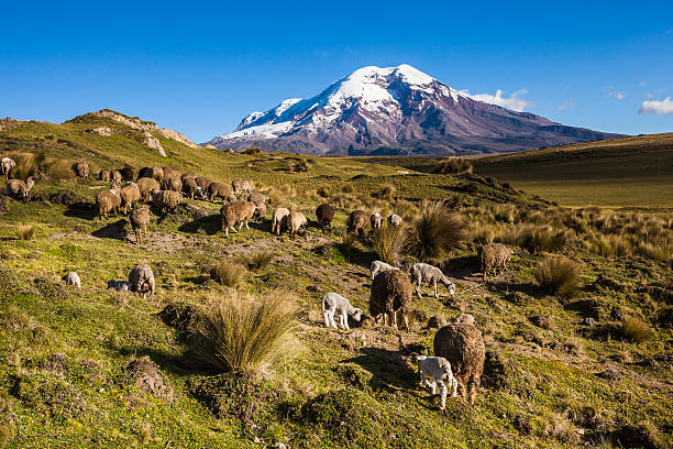 Chimborazo volcano and sheep stock photo