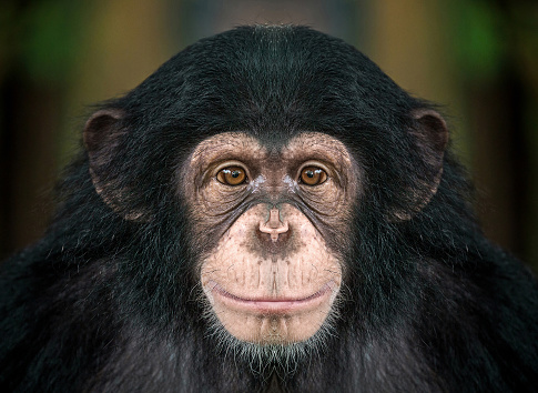 Portrait of a singing common chimpanzee