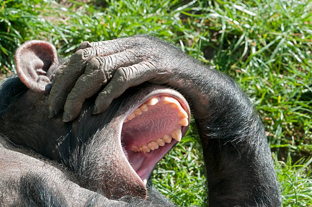 Chimpanzee Chimpanzee covered his eyes and laughs laughing monkey stock pictures, royalty-free photos & images