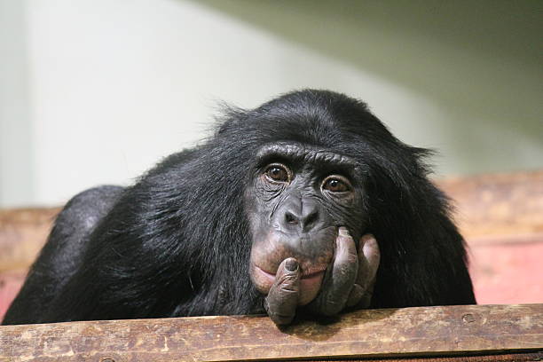 chimpanzee chimpanzee looking sad and thoughtful laughing monkey stock pictures, royalty-free photos & images