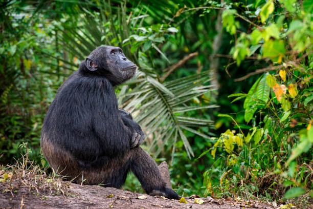 Chimpanzee relaxing in the jungle, wildlife shot, Kibale/Uganda stock photo