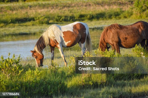 istock Chincoteague / Assateague Island Wild Ponies 1277186684