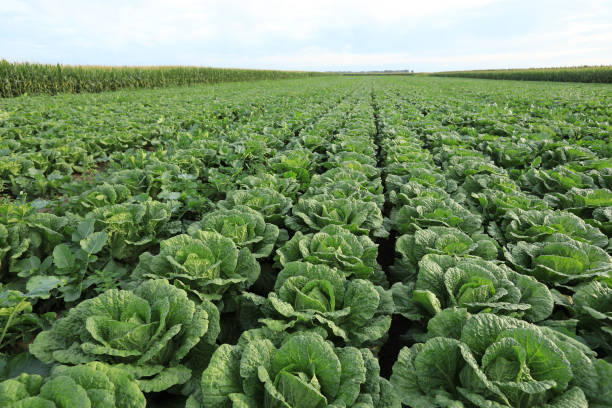 chinese cabbage crops in growth at field stock photo
