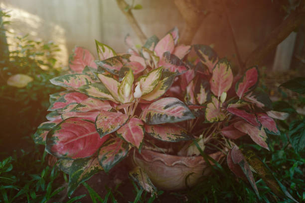 Chinese evergreen Aglaonema name's Red cochin. Tropical foliage nature green and red leaves in garden. pink chinese evergreen stock pictures, royalty-free photos & images