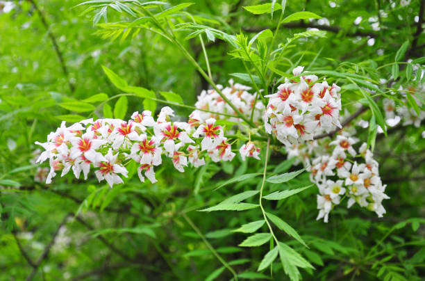 Chinese flowering chestnut (Xanthoceras sorbifolium) stock photo