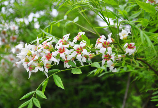 Chinese flowering chestnut (Xanthoceras sorbifolium) stock photo