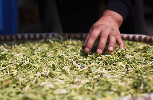 Chinese green tea drying under the sun rays stock photo