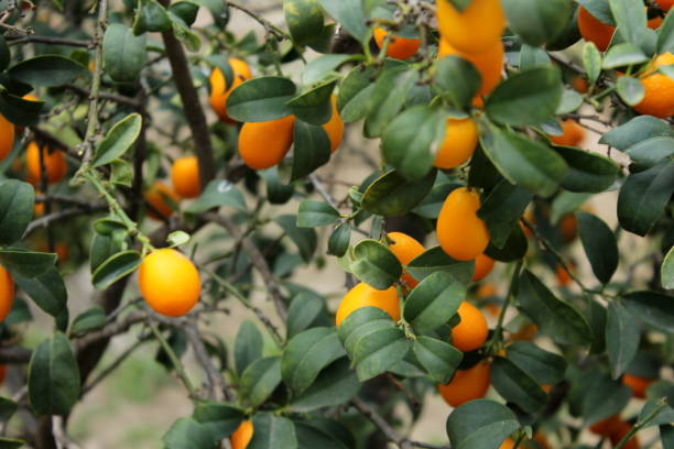 Chinese oranges in the tree Detail of a large number of Chinese oranges or kumquats on the tree kumquat stock pictures, royalty-free photos & images