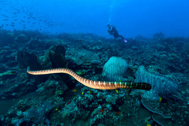 manuk, yılan adası, banda denizi, endonezya, çin seasnake laticauda semifasciata - snake island stok fotoğraflar ve resimler