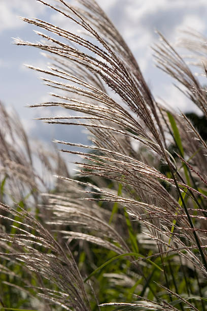 Chinese silver grass stock photo