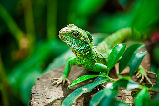 Single green iguana on white