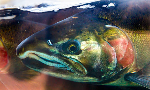 Chinook Coho Salmon Close Up Issaquah Hatchery Washington State Salmon Head Close Up Issaquah Hatrhery Washington.  Salmon swim up the Issaquah creek and are caught in the Hatchery.  In the Hatchery, they will be killed for their eggs and sperm, which will be used to create more salmon. fish hatchery stock pictures, royalty-free photos & images