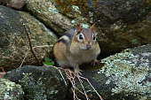 istock Chipmunk emerging from stone wall as spring approaches 1386066442