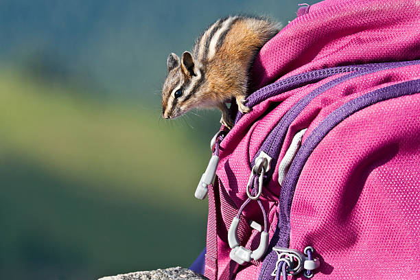 Chipmunk Trying to Steal Food From a Backpack Townsend's chipmunk (Neotamias townsendii) is a small rodent in the squirrel family. It lives in the forests and mountains of the Pacific Northwest from British Columbia through western Washington and Oregon. Townsend's chipmunk is named for John Kirk Townsend, an early 19th-century ornithologist. This chipmunk was photographed while trying to find food in a backpack on Mount Fremont in Mount Rainier National Park, Washington State, USA. jeff goulden mount rainier national park stock pictures, royalty-free photos & images