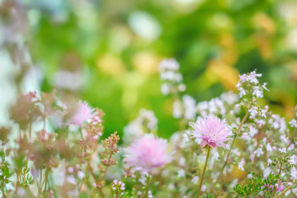 Chive and Thyme flowering in the garden, copy space, no people, springtime cheerful image stock photo