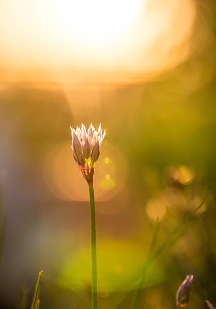 chives flower by the morning sunrise stock photo