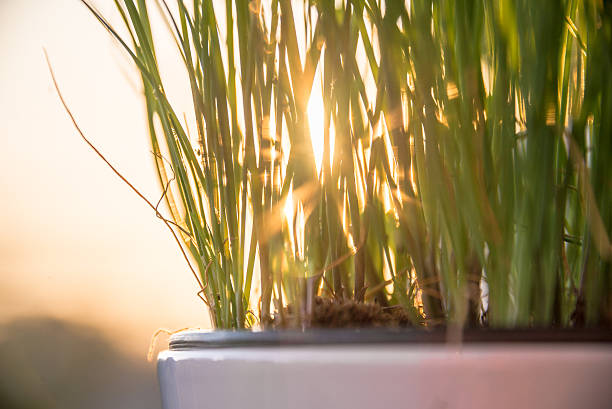 Chives herbs by the sunset stock photo