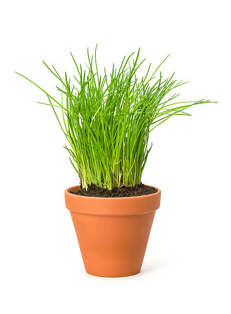 Photo of Chives in a clay pot