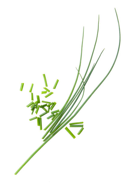Chives stock photo