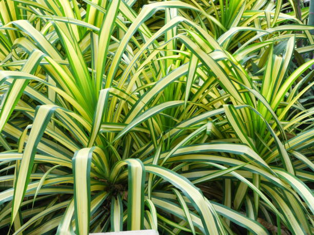 Chlorophytum comosum spider plant stock photo