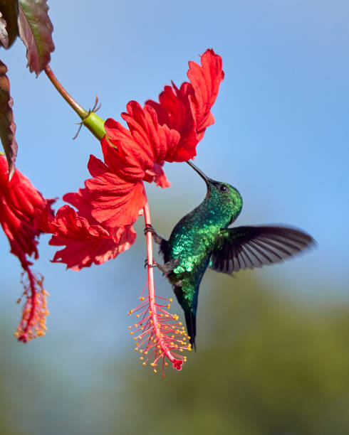 Chlorostilbon melanorhynchus - Western Emerald. Green hummingbird ridding on a beautiful red flower