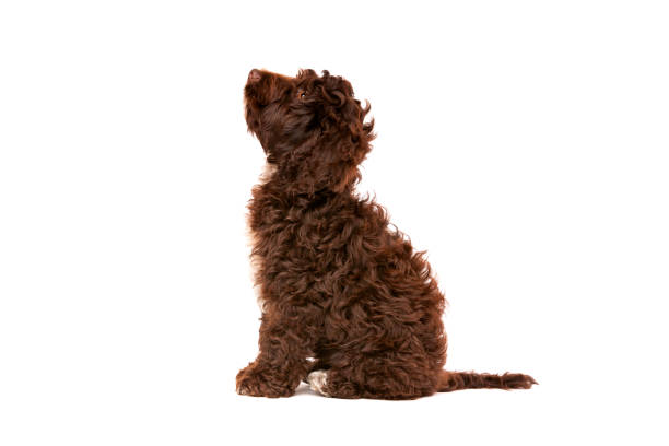 Chocolate Cockapoo puppy dog Chocolate Cockapoo puppy dog in front of a white background cockapoo stock pictures, royalty-free photos & images