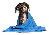 istock Chocolate Havanese puppy dog soaking wet with blue towel 160591849