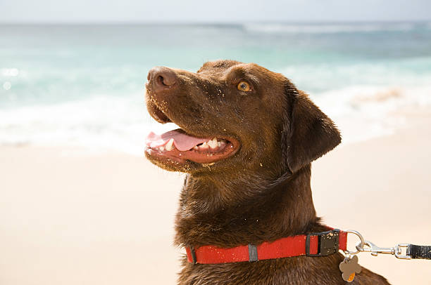 Chocolate Lab on the Beach  chocolate labrador stock pictures, royalty-free photos & images