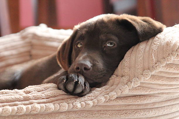 Chocolate Lab Puppy laying on pillow Chocolate Labrador puppy relaxing on pillow in the sun. chocolate labrador stock pictures, royalty-free photos & images
