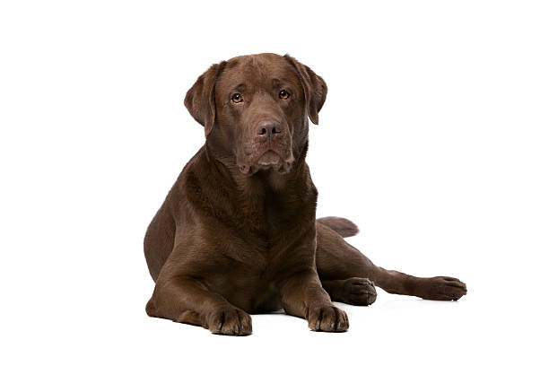 Chocolate Labrador dog Chocolate Labrador in front of a white background chocolate labrador stock pictures, royalty-free photos & images
