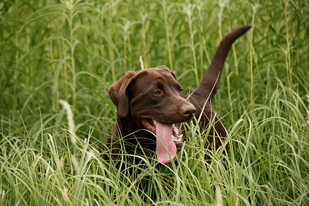 Chocolate Labrador in tall grass Chocolate Labrador in tall green grass chocolate labrador stock pictures, royalty-free photos & images