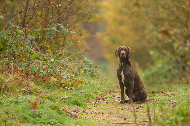 Chocolate Labrador in woodland during fall stock photo