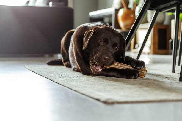 Chocolate Labrador Lying And Chewing A Dog Bone on a carpet stock photo