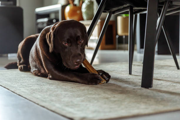 Chocolate Labrador Lying And Chewing A Dog Bone on a carpet stock photo