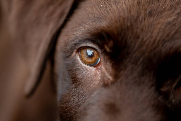 Chocolate labrador puppy close up stock photo