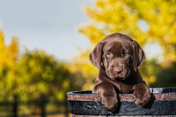 Chocolate Labrador Puppy in a faux wooden barrel - 8 weeks old A cute young Chocolate Labrador puppy standing in a faux wooden half barrel with her paws over the edge, outside with yellow Autumn leaves in the background chocolate labrador stock pictures, royalty-free photos & images