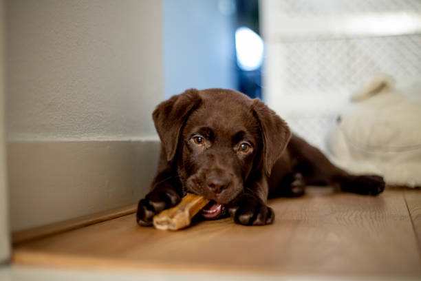 Chocolate labrador puppy lying and chewing a dog bone stock photo