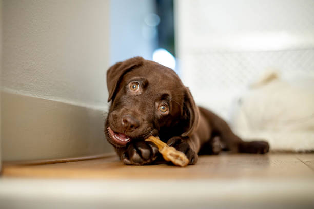 Chocolate labrador puppy lying and chewing a dog bone stock photo