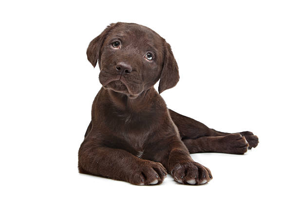 Chocolate Labrador puppy Chocolate Labrador puppy (7 weeks old) chocolate labrador stock pictures, royalty-free photos & images