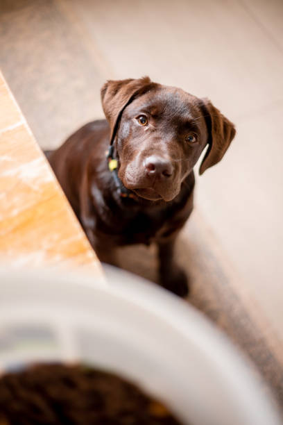 Chocolate labrador puppy waiting for food stock photo