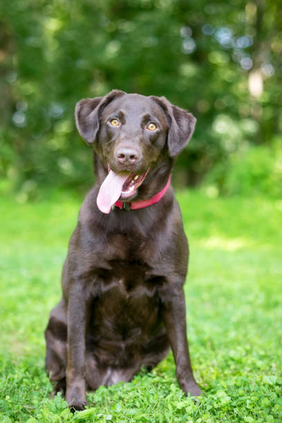 A Chocolate Labrador Retriever dog sitting outdoors with a happy expression A Chocolate Labrador Retriever dog sitting outdoors with a happy expression chocolate labrador stock pictures, royalty-free photos & images