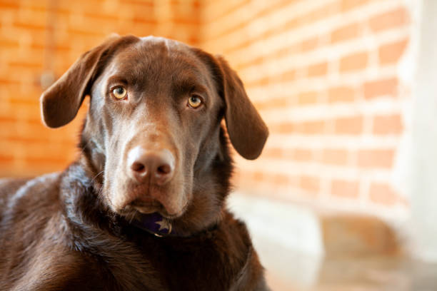 Chocolate Labrador retriever lying down in a brick room looking at camera stock photo
